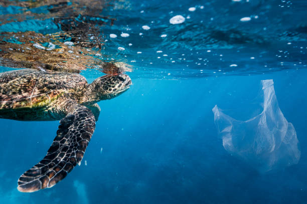 Eye level shot of endangered green sea turtle swimming just below surface towards floating white plastic bag on ocean reef - double exposure for environmental awareness Beauty and the beast. Green sea turtle (listed as 'Endangered' under IUCN Red List) swims towards floating white plastic bag in light ray filled ocean with reef visible in background - double exposure for environmental awareness and educational purposes. Eye to eye with turtle. Turtle swimming just below surface. Lovely light. Plenty of copy space. (Note - bag with no air bubbles) plastic marine life stock pictures, royalty-free photos & images