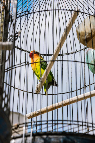 istock Lovebird (Agapornis fischeri) perched in the aviary or bird cage. With blue sky and white cloud background 1410002977