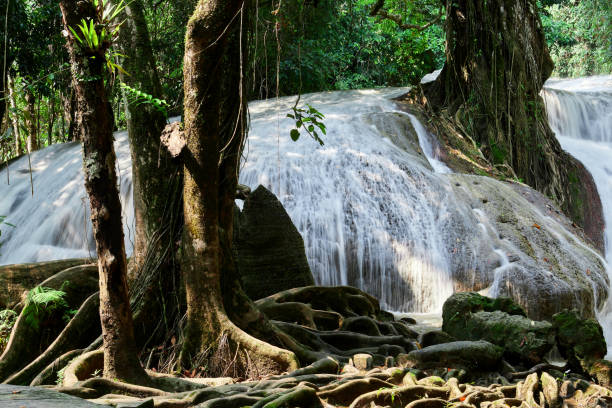 piękny wodospad tharn pliew w lesie w prowincji satun w tajlandii - tropical rainforest thailand root waterfall zdjęcia i obrazy z banku zdjęć