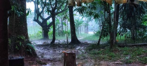istock garden green background in the pouring rain 1410009037