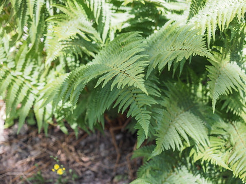 green fern plant scientific classification Leptosporangiate ferns
