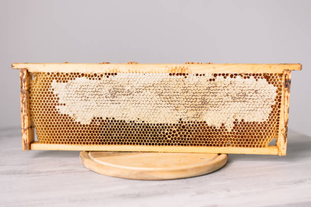 istock Open honeycomb in wooden frame on the table 1410010226