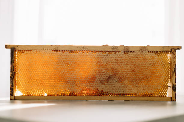istock Open honeycomb in wooden frame on the table 1410010232