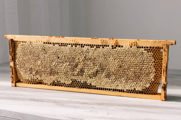 istock Open honeycomb in wooden frame on the table 1410010242