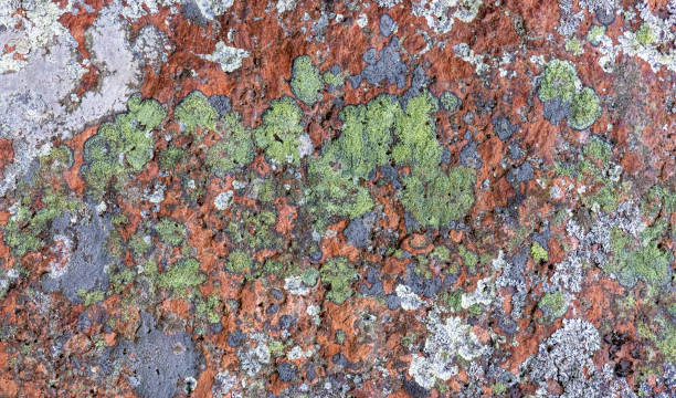 istock green and white lichen on red granite surface 1410011115