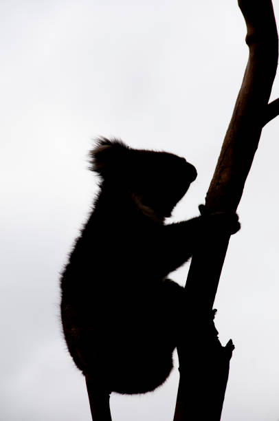 istock Silhouette of Koala 1410011973
