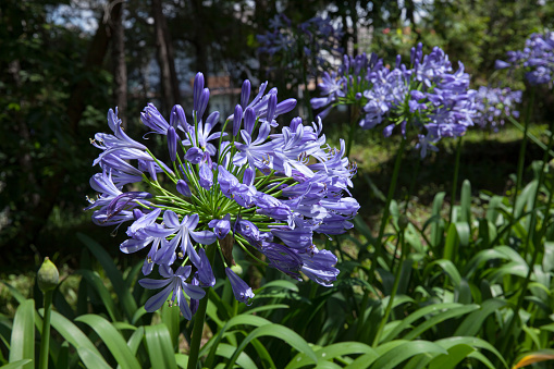 Blue Agapanthus also know as African Lily blooming in sunny garden