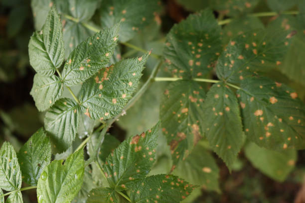 istock Raspberries plant with brown dry spots on leaves 1410012327