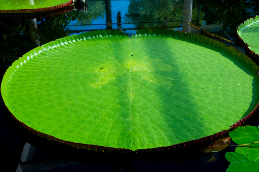 Amazon Waterlily in Adelaide Botanic Garden