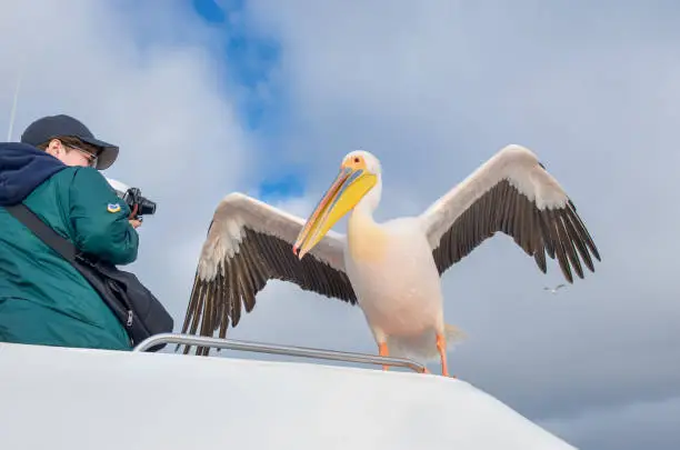 Woman tourist making photo of pelican bird on catamaran, safari travel vacation in Africa, Walvis Bay catamaran ocean wildlife tour, Namibia
