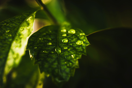 Rain water on green leaf macro.Beautiful drops and leaf texture in nature.Natural background in rainy season.
