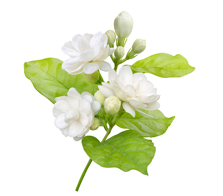 Jasmine flower isolated on white background with clipping path, symbol of Mothers day in thailand.