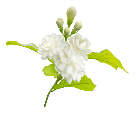 Jasmine flower isolated on white background with clipping path, symbol of Mothers day in thailand.