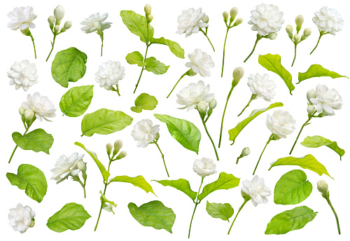 Jasmine flower isolated on white background with clipping path, symbol of Mothers day in thailand.