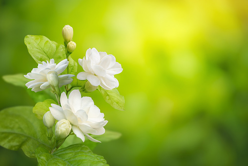 Jasmine flower on leaf green blurred background with copy space and clipping path, symbol of Mothers day in thailand.