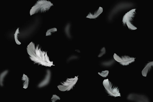 istock Abstract Group of White Bird Feathers Floating in The Dark. Feathers on Black Background. 1410017456