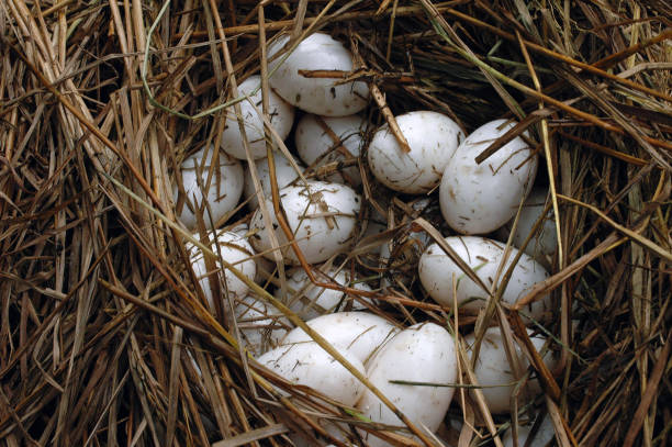 Monitoring the journey of crocodile breeding to Banten Province, this is one way to maintain its population in nature.  The first observation is that crocodiles lay eggs and their eggs.