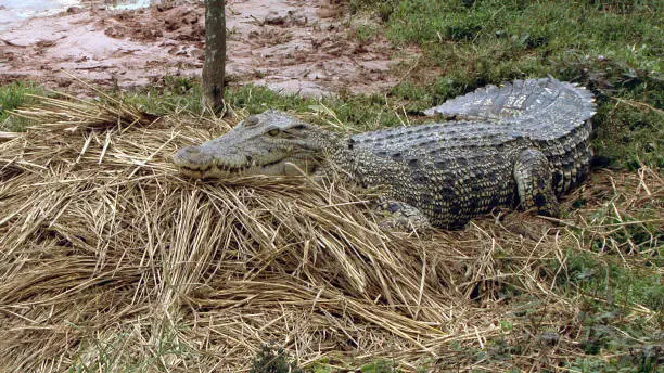 Photo of Monitoring Nest crocodile