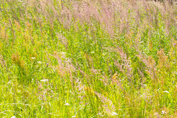 istock summer field with grass and wildflowers , Belarus 1410022667
