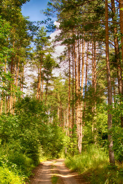 istock Beautiful summer green forest in summer, Belarus 1410022755