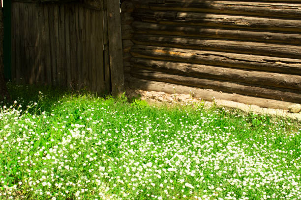 деревянный старый дом и зеленая трава с белыми цветами - alm bavaria mountain summer стоковые фото и изображения