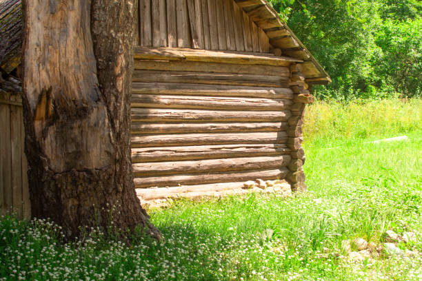 casa vieja de madera y hierba verde con flores blancas - alm bavaria mountain summer fotografías e imágenes de stock