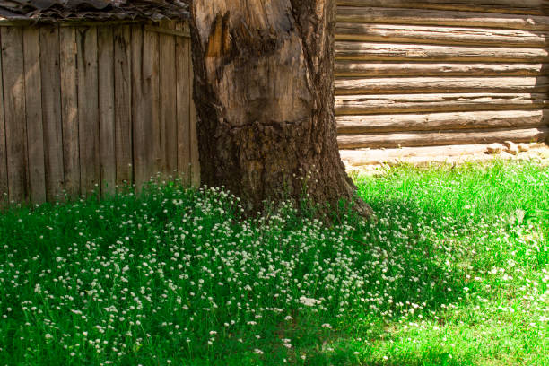 деревянный старый дом и зеленая трава с белыми цветами - alm bavaria mountain summer стоковые фото и изображения
