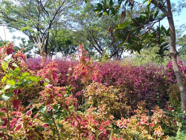 istock grass that has flowers that bloom very beautifully 1410024174