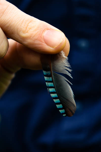 istock Jay Bird feather, close up held in hand, tight focus 1410025255