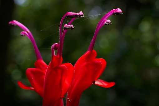 The pistil of an epiphytic flower (Aeschynantus longiflorus blume) in bloom in the Leuser ecosystem area, Aceh Indonesia.