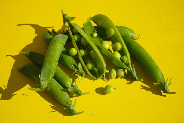 frische süße grüne erbsen und geöffnete po-erbsen, gesunde pflanzliche lebensmittel auf leuchtend gelbem hintergrund. - green pea pea pod sweet food freshness stock-fotos und bilder