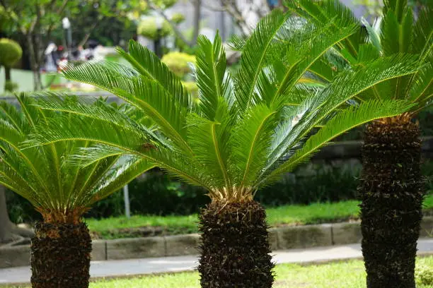 Cycas Revoluta (pakis haji, Cycas revoluta, Sotetsu, sago palm, king sago, sago cycad, Japanese sago palm) in the garden. This is also called kungi (comb) palm in Urdu speaking areas