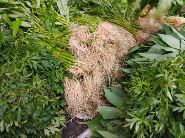 istock kenikir leaves, Indonesian green vegetables 1410032388