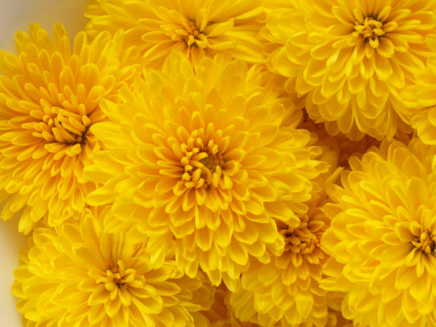 un montón de crisantemo comestible.
flor comestible.
este crisantemo se usa para la comida japonesa. - yellow chrysanthemum fotografías e imágenes de stock