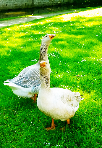 couple white gooses in garden