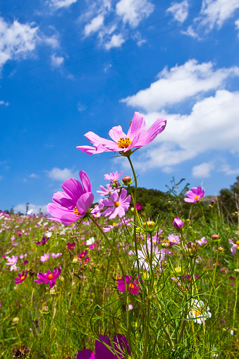Cosmos blooming beautifully by the roadside