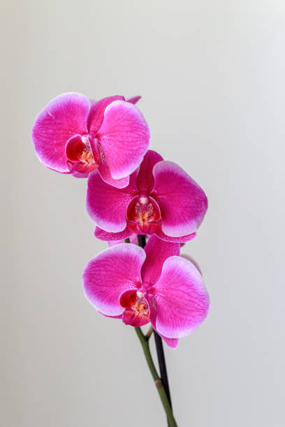 istock Purple orchid isolated on the white background 1410036882