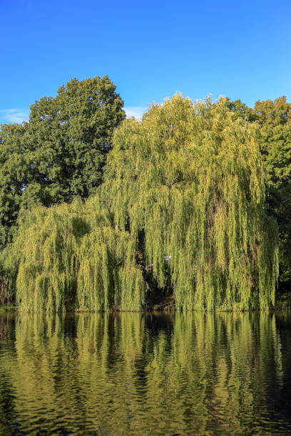 istock Green trees reflecting in the lake's surface 1410037140
