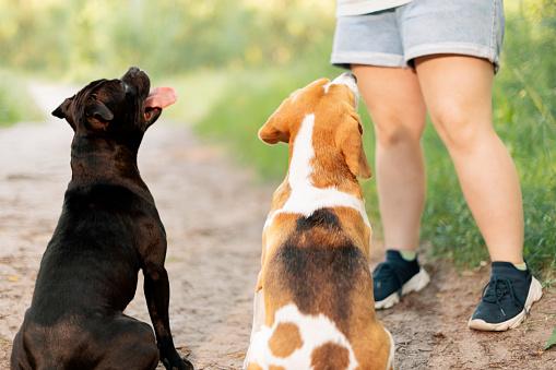 Two dogs sitting at teenager legs on dirt road, rear view