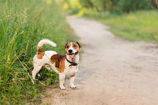 Happy Jack Russell Terrier standing on rural road