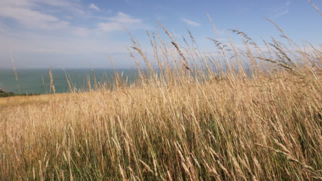 Long grass blowing in the wind with the sea in the distance.