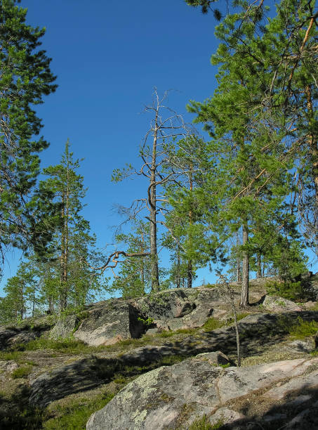 istock Northern forest - pines growing on granite rocks. 1410037432