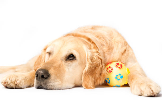 istock A Golden Retriever wakes up from a nap - Copy Space 1410037559