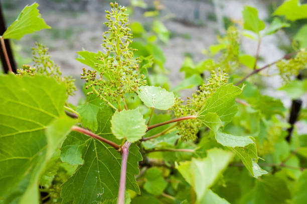 istock Sweet and tasty white grape bunch on the vine 1410037605