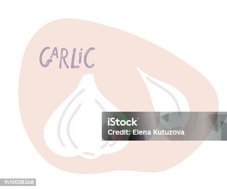 istock Garlic hand drawn doodle sketch. Bulb and garlic clove. Spice Organic food For logo, menu, icon farmers market, kitchen print, organic food store, natural health care products. Fresh farm vegetables. 1410038368