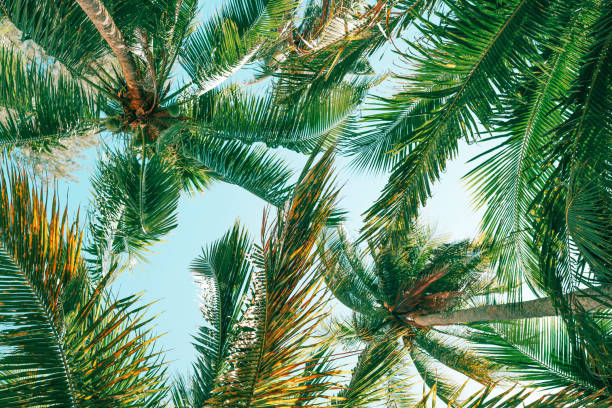 istock Background summer tropical, Coconut tree at tropical coast, Low angle view. 1410038445