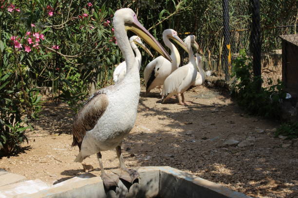 istock Swan bird in the zoo. 1410038466
