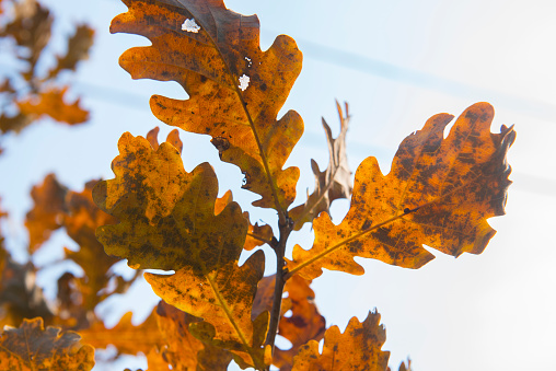 Autumn oak leaves in close-up