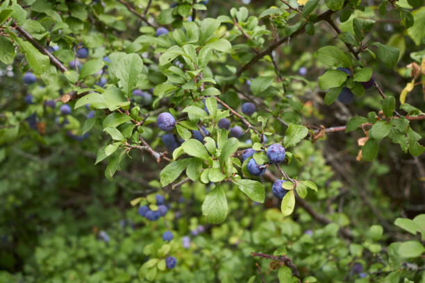 istock Prunus spinosa branch close up 1410040070