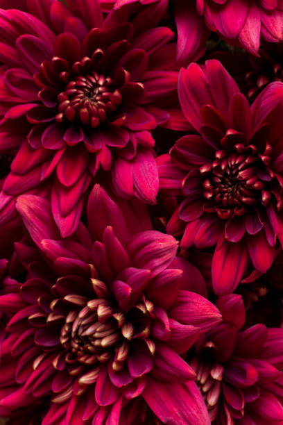 istock Burgundy chrysanthemum flowers on a white background 1410040517
